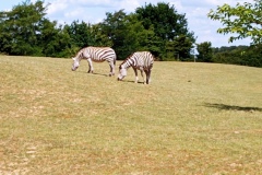 IMG_20220531_121006