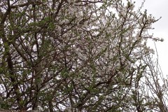 IMG_20250321_100912_BURST1