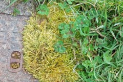 IMG_20250321_103219_BURST1