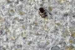 IMG-20260619-WA0003