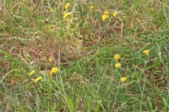 IMG_20260619_102549
